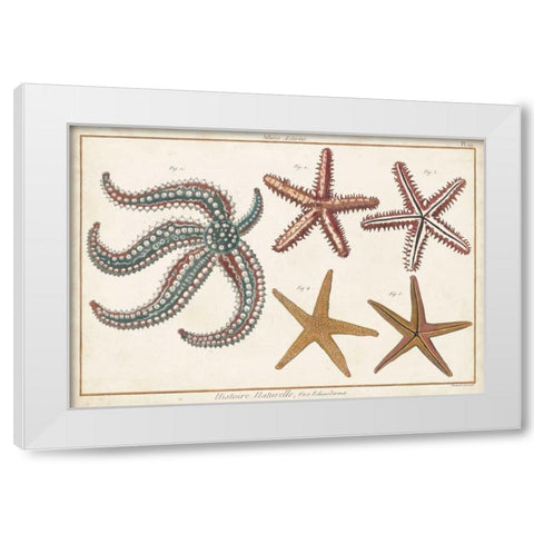 Starfish Naturelle II White Modern Wood Framed Art Print by Diderot, Denis