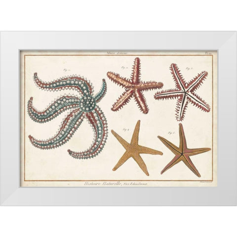 Starfish Naturelle II White Modern Wood Framed Art Print by Diderot, Denis