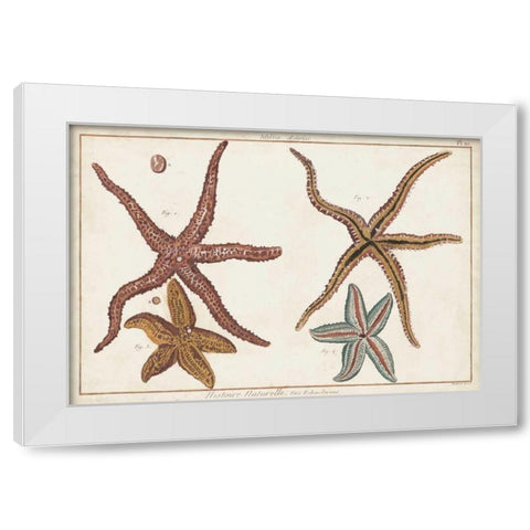 Starfish Naturelle III White Modern Wood Framed Art Print by Diderot, Denis