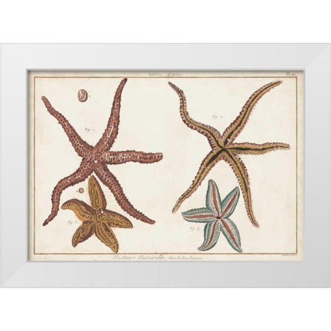 Starfish Naturelle III White Modern Wood Framed Art Print by Diderot, Denis