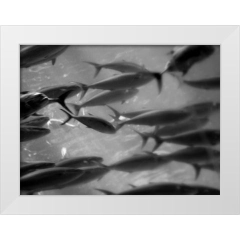 Underwater World 31 White Modern Wood Framed Art Print by Dag, Inc.