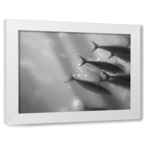 Underwater World 32 White Modern Wood Framed Art Print by Dag, Inc.