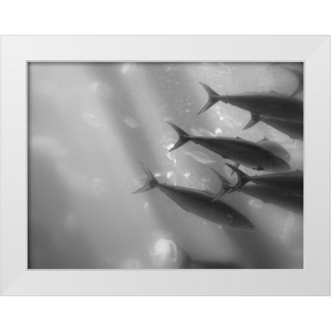 Underwater World 32 White Modern Wood Framed Art Print by Dag, Inc.
