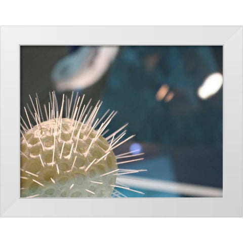 Underwater World 34 White Modern Wood Framed Art Print by Dag, Inc.