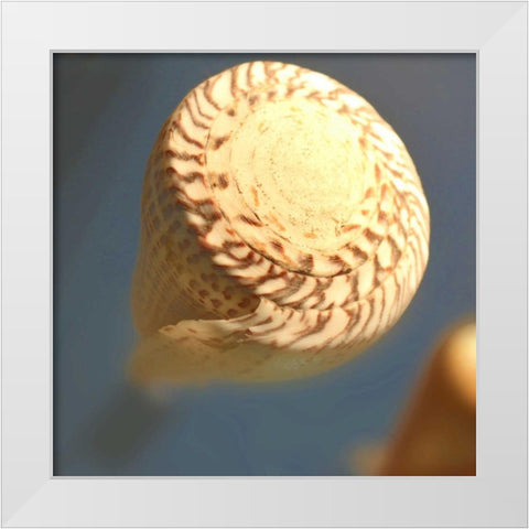 Underwater World 38 White Modern Wood Framed Art Print by Dag, Inc.