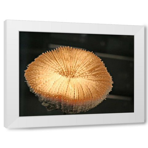 Underwater World 39 White Modern Wood Framed Art Print by Dag, Inc.