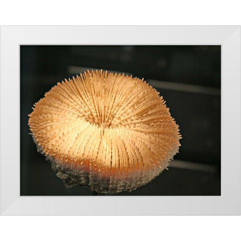 Underwater World 39 White Modern Wood Framed Art Print by Dag, Inc.