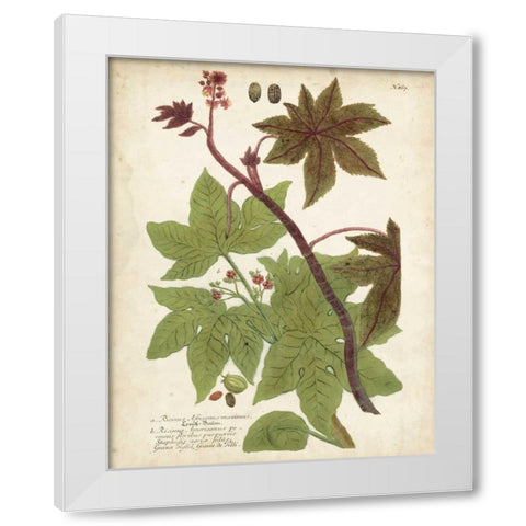 Weinmann Tropical Plants II White Modern Wood Framed Art Print by Weinmann, Johann