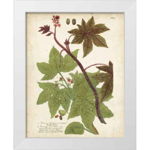 Weinmann Tropical Plants II White Modern Wood Framed Art Print by Weinmann, Johann