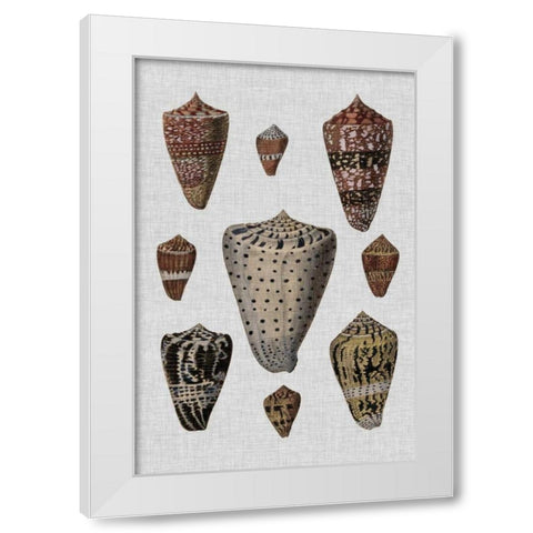 Shell Display I White Modern Wood Framed Art Print by Diderot, Denis