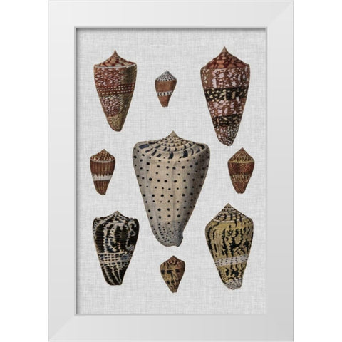 Shell Display I White Modern Wood Framed Art Print by Diderot, Denis