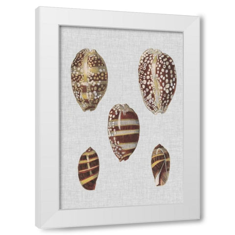Shell Display II White Modern Wood Framed Art Print by Diderot, Denis