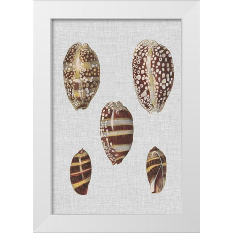 Shell Display II White Modern Wood Framed Art Print by Diderot, Denis