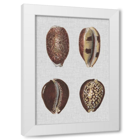 Shell Display III White Modern Wood Framed Art Print by Diderot, Denis