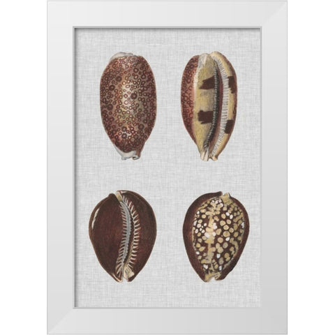 Shell Display III White Modern Wood Framed Art Print by Diderot, Denis