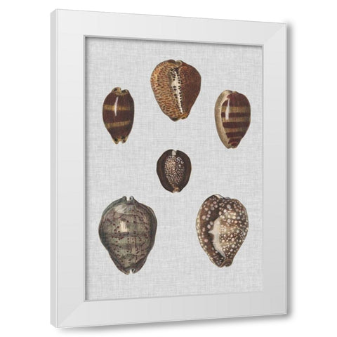 Shell Display IV White Modern Wood Framed Art Print by Diderot, Denis