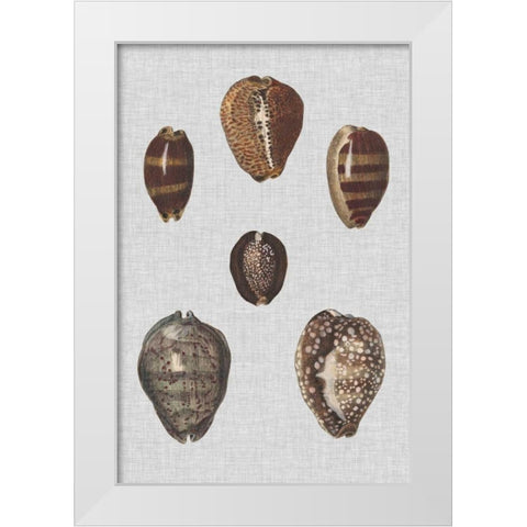 Shell Display IV White Modern Wood Framed Art Print by Diderot, Denis