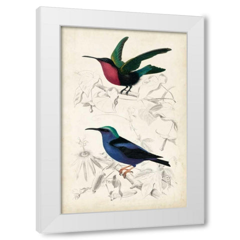 DOrbigny Birds I White Modern Wood Framed Art Print by D Orbigny, M. Charles