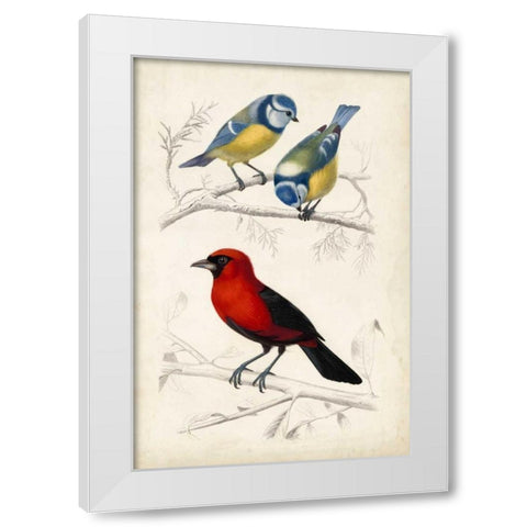 DOrbigny Birds III White Modern Wood Framed Art Print by D Orbigny, M. Charles