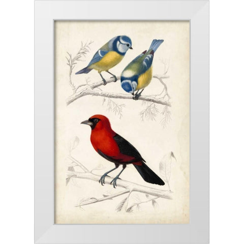 DOrbigny Birds III White Modern Wood Framed Art Print by D Orbigny, M. Charles