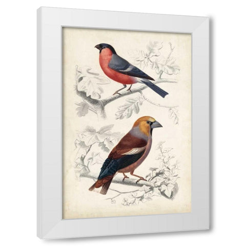 D Orbigny Birds IV White Modern Wood Framed Art Print by D Orbigny, M. Charles
