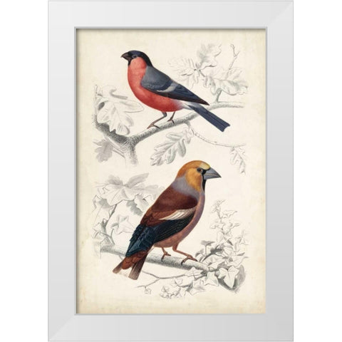D Orbigny Birds IV White Modern Wood Framed Art Print by D Orbigny, M. Charles