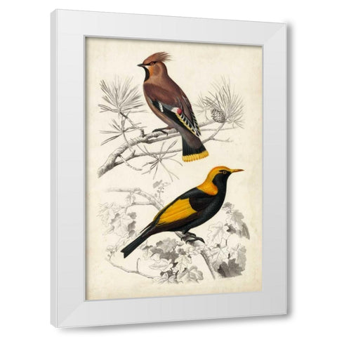 DOrbigny Birds V White Modern Wood Framed Art Print by D Orbigny, M. Charles