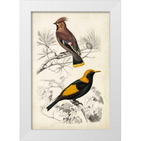 DOrbigny Birds V White Modern Wood Framed Art Print by D Orbigny, M. Charles