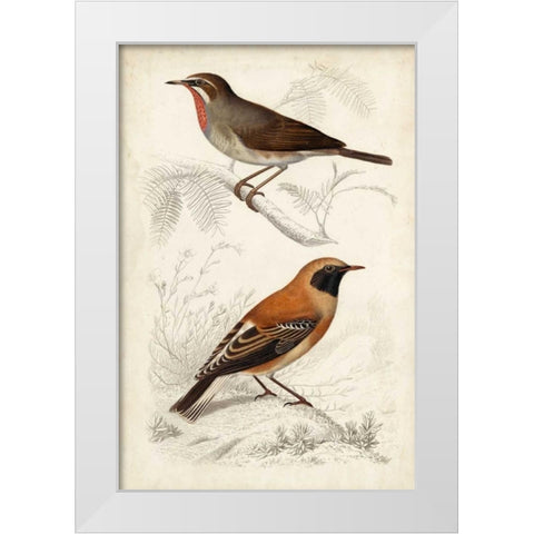D Orbigny Birds VI White Modern Wood Framed Art Print by D Orbigny, M. Charles