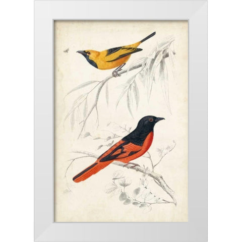 DOrbigny Birds VIII White Modern Wood Framed Art Print by D Orbigny, M. Charles