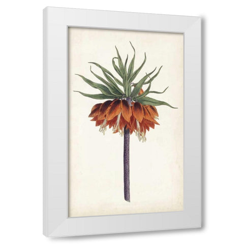 Curtis Garden Beauties II White Modern Wood Framed Art Print by Curtis