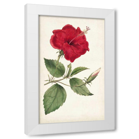 Curtis Garden Beauties III White Modern Wood Framed Art Print by Curtis