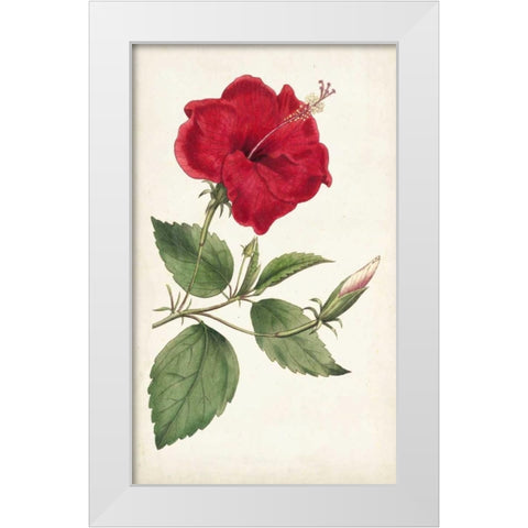 Curtis Garden Beauties III White Modern Wood Framed Art Print by Curtis
