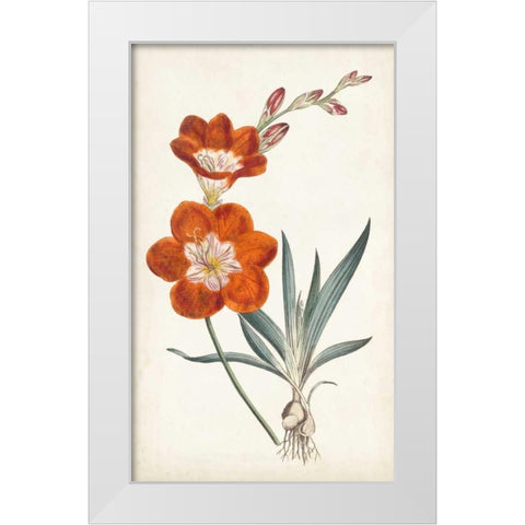 Curtis Garden Beauties V White Modern Wood Framed Art Print by Curtis