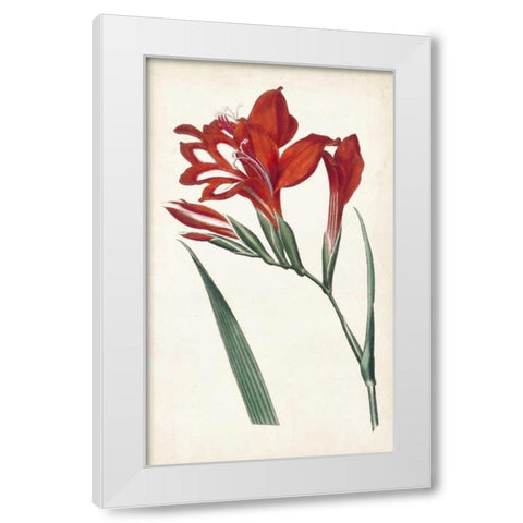 Curtis Garden Beauties VI White Modern Wood Framed Art Print by Curtis