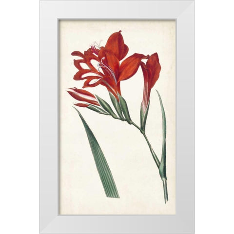 Curtis Garden Beauties VI White Modern Wood Framed Art Print by Curtis