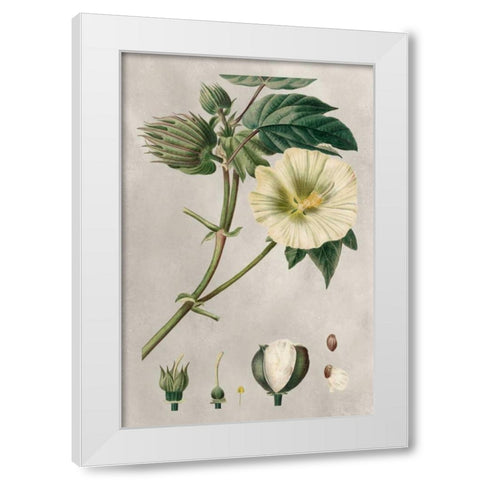 Tropical Varieties II White Modern Wood Framed Art Print by Bessa, Pancrace
