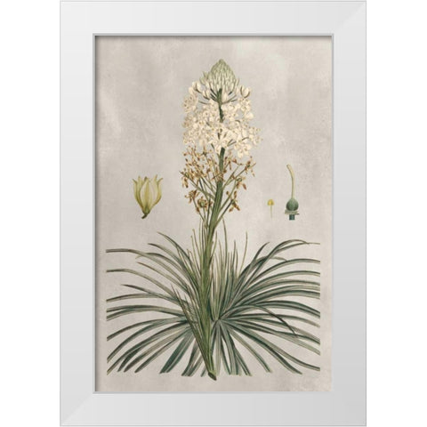 Tropical Varieties III White Modern Wood Framed Art Print by Bessa, Pancrace