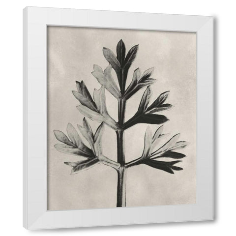 Blossfeldt Botanical I White Modern Wood Framed Art Print by Blossfeldt, Karl