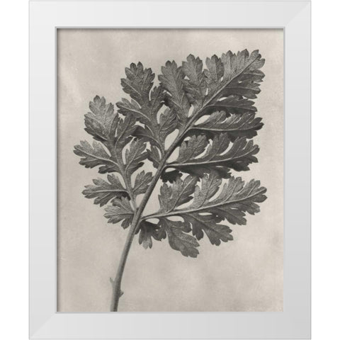 Blossfeldt Botanical III White Modern Wood Framed Art Print by Blossfeldt, Karl