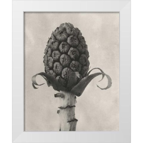 Blossfeldt Botanical IV White Modern Wood Framed Art Print by Blossfeldt, Karl