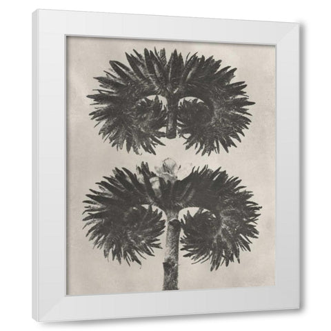 Blossfeldt Botanical V White Modern Wood Framed Art Print by Blossfeldt, Karl