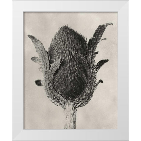 Blossfeldt Botanical VI White Modern Wood Framed Art Print by Blossfeldt, Karl