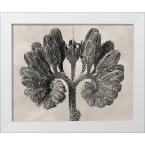Blossfeldt Botanical VIII White Modern Wood Framed Art Print by Blossfeldt, Karl