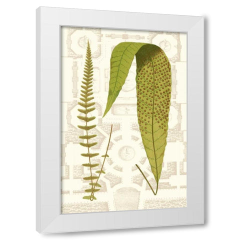 Garden Ferns III White Modern Wood Framed Art Print by Vision Studio