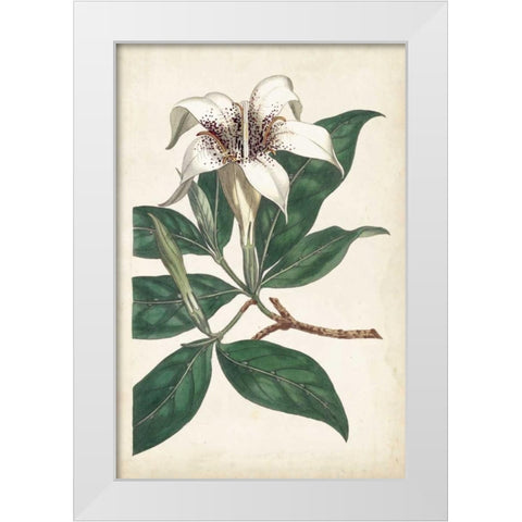 Ivory Garden I White Modern Wood Framed Art Print by Curtis