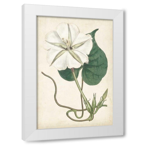 Ivory Garden III White Modern Wood Framed Art Print by Curtis