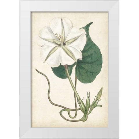 Ivory Garden III White Modern Wood Framed Art Print by Curtis