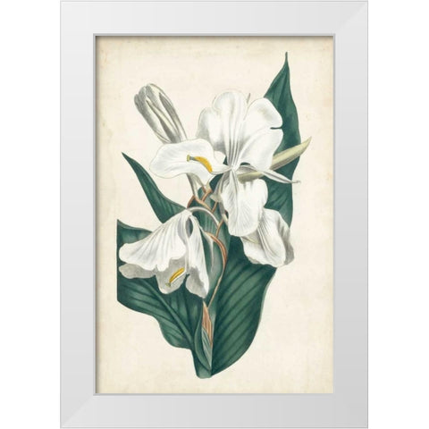 Ivory Garden IV White Modern Wood Framed Art Print by Curtis