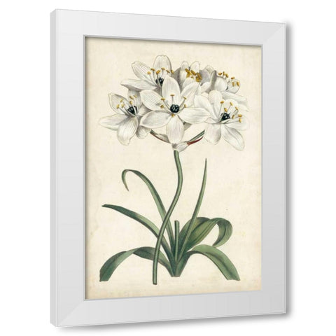 Ivory Garden V White Modern Wood Framed Art Print by Curtis